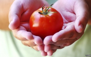 Giảm 20% nguy cơ ung thư tuyến tiền liệt nhờ cà chua