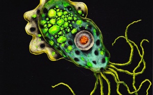 Mỹ phát hiện amip ăn não người trong nước sinh hoạt