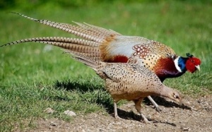 Giám sát chặt các hộ nuôi chim trĩ, đề phòng dịch cúm H5N6