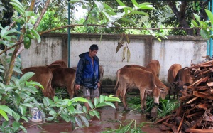 TP.HCM tiêu hủy đàn bò bị bệnh lở mồm long móng