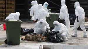 Ổ dịch cúm A/H5N6 trong trang trại gia cầm của Trung Quốc