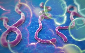 Ebola: WHO ưu tiên xử trí ca bệnh đầu tiên tại Senegal