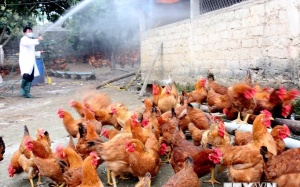 Quảng Trị, Quảng Ngãi xuất hiện dịch cúm gia cầm A/H5N6