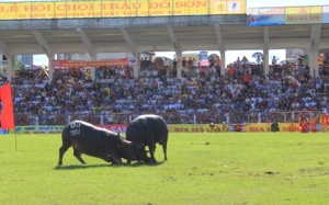 Tưng bừng Lễ hội chọi trâu Đồ Sơn 2014