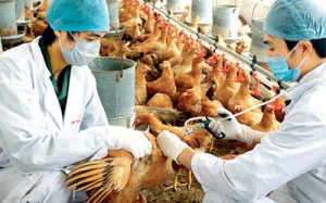 Quảng Trị, Quảng Ngãi chủ động ứng phó dịch cúm A/H5N6