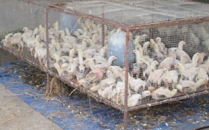 Gia cầm nhiễm cúm A/H5N6: Bắt nguồn từ chợ giống lớn nhất nước