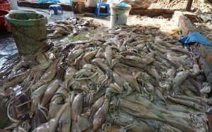 Mực thối ngâm hóa chất bán 60.000/kg tại Hà Nội