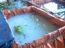 Cơ sở dùng hóa chất Trung Quốc để ngâm chuối bị bắt