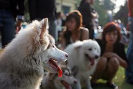 Cảnh báo nguy cơ bùng phát bệnh dại tại Nam Định