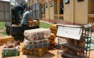 Bắt giữ gần 700 kg gà thải Trung Quốc