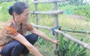 Bỏng giác mạc vì mủ cây xương rồng