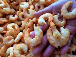 Kỳ thú 'thiên đường' tôm một nắng