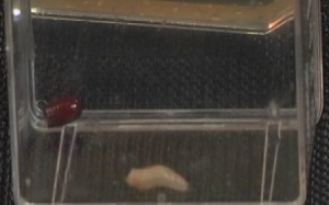 Điều trị vết loét ở người bệnh đái tháo đường bằng giòi