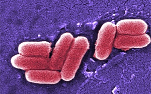 Mỹ: 2 bé gái tử vong, 1 bé trai nhập viện do nhiễm khuẩn E.coli