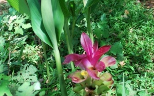 Bài thuốc chữa bệnh từ nghệ đen