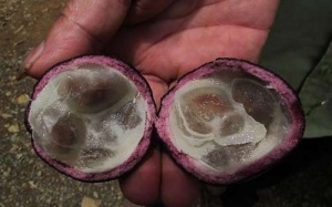 Xác định độc tố gây ngộ độc trong quả Hồng Trâu