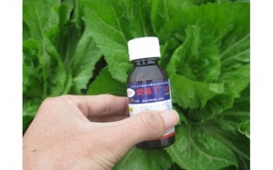 Rau ngâm chất kích thích tăng trưởng ''lớn nhanh như thổi''