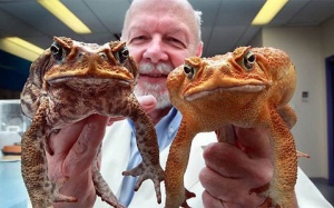 Chữa ung thư bằng nọc độc cóc?