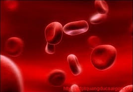 Bệnh máu trắng tại Việt Nam xuất hiện ngày càng nhiều