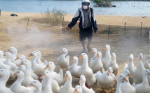 Xuất hiện virus cúm A/H5N6 trên đàn vịt tại Quảng Nam