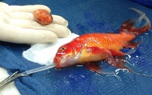 Chú cá vàng đầu tiên được phẫu thuật khối u đã khỏe lại