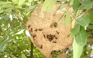 Hiểm họa chết người từ ong vò vẽ