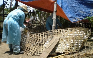 Nguy cơ bùng phát cúm A/H5N6 trên cả nước