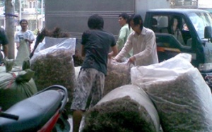 Phát hiện cơ sở sản xuất thuốc Đông y trộn tân dược