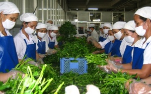 Giám sát an toàn thực phẩm: ‘Chỉ mang tính tượng trưng”?