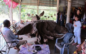 Gốc cây 'trị bá bệnh' có thực như lời đồn?