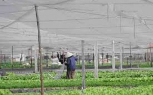 Châu Âu dọa cấm nhập khẩu rau, quả từ Việt Nam