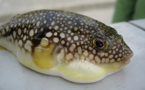 Một người ngộ độc do ăn cá nóc