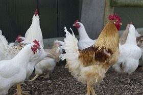 Nga: Cúm gia cầm H5N1 tái xuất sau 2 năm