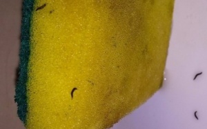 Miếng rửa bát đầy sinh vật lạ của Big C