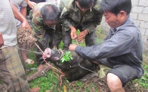 Lợn rừng tấn công, hai người bị thương nặng
