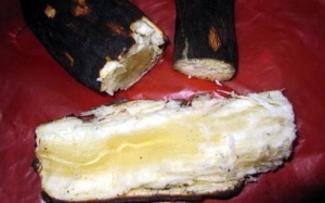 Bé trai ngộ độc sau khi ăn sắn nướng