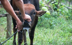 Dịch lở mồm long móng xuất hiện ở Quảng Trị