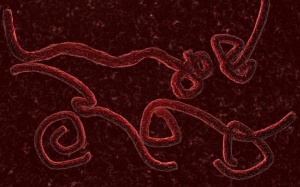 Virus Ebola đã tồn tại hơn 20 triệu năm