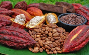 Flavanols trong cacao giúp cải thiện trí nhớ