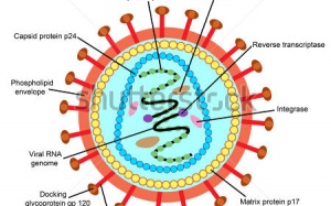 Cơ chế di truyền mới giúp chữa khỏi HIV