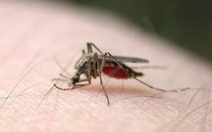 TP.HCM Sốt xuất huyết đang ở đỉnh dịch