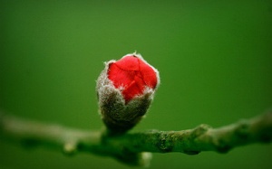 Giữ cho tâm luôn bình an