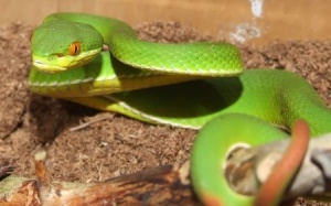 Rắn lục đuôi đỏ lại 'hoành hành' ở Quảng Ngãi