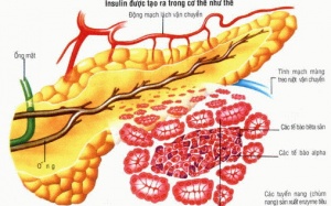Tế bào gốc - Hy vọng mới trong điều trị đái tháo đường