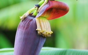 Công dụng bất ngờ của hoa chuối