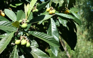 Bài thuốc 'Cam' cho người nhiệt miệng