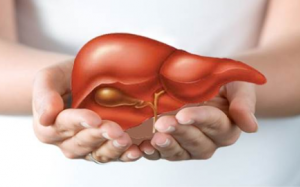 Thêm một dược liệu thiên nhiên bảo vệ lá gan