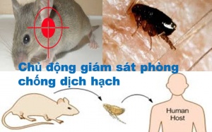 Bệnh dịch hạch có nguy cơ lan rộng