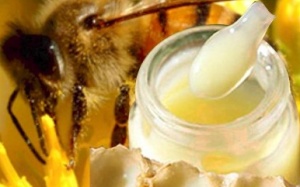 Sữa ong chúa tươi có dễ dùng?