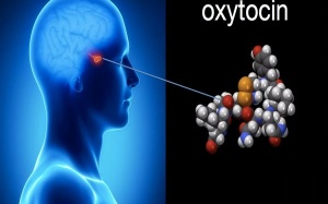 Khám phá thú vị về hormone tình yêu Oxytocin